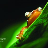 FORCLIME Photo Contest 2011_Biodiversity Special Award 